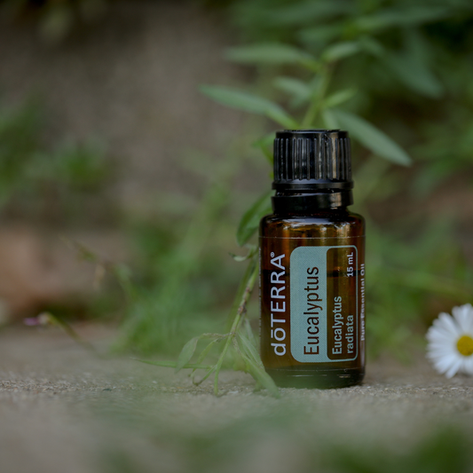 Eucalyptus Essential Oil